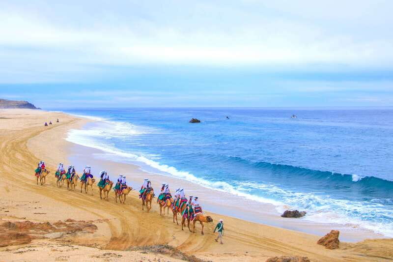 Los Cabos: Camel Ride Safari with Lunch and Tequila Tasting - Tequila Tasting: A Lesson You Can Actually Use