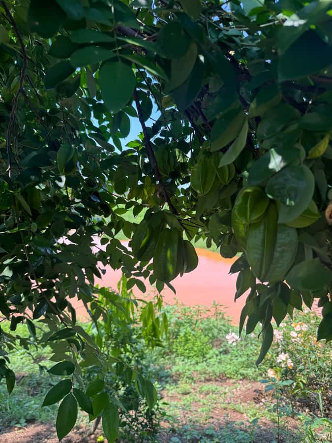 Mazatlán: Fruit Tour with Lunch and Mezcal Tasting - A ranch break that turns Mazatlán into countryside