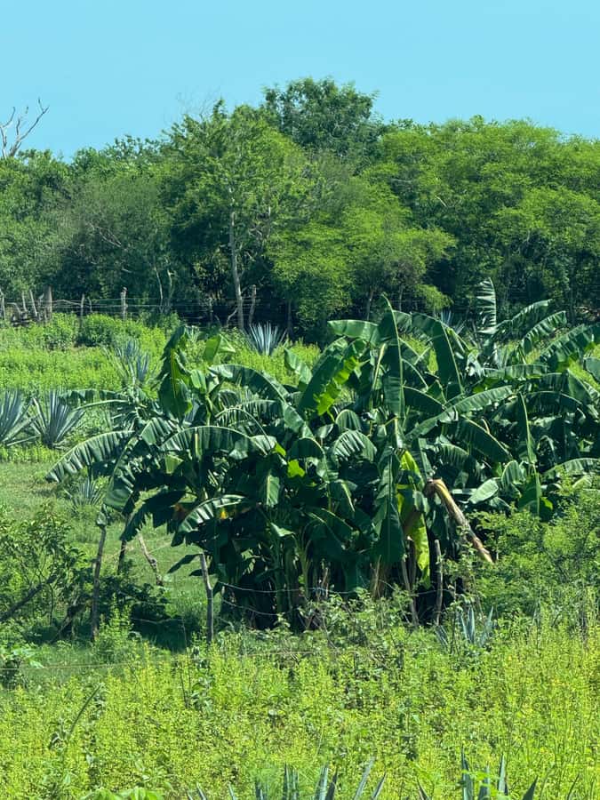 Mazatlán: Fruit Tour with Lunch and Mezcal Tasting - Getting from Mazatlán to the orchard: short ride, active start