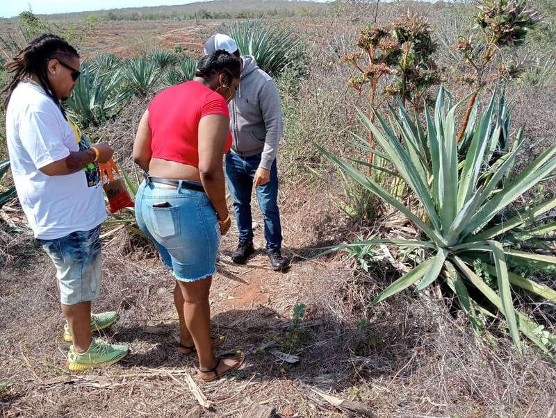Mazatlan: Mezcal Factory Tour with Tasting and Lunch - Key things you should know before you go