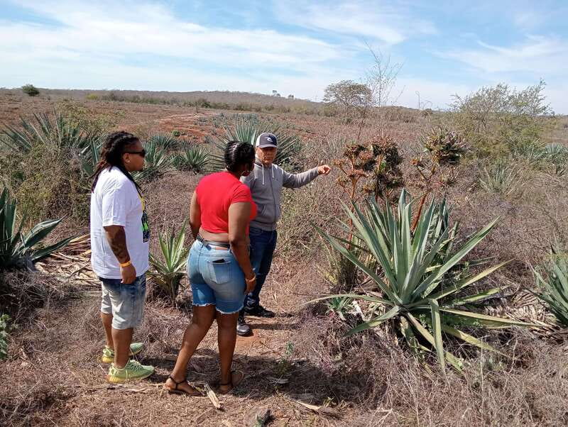 Mazatlan: Mezcal Factory Tour with Tasting and Lunch - The tasting lineup: white, reposado, and flavored mezcals that show different moods
