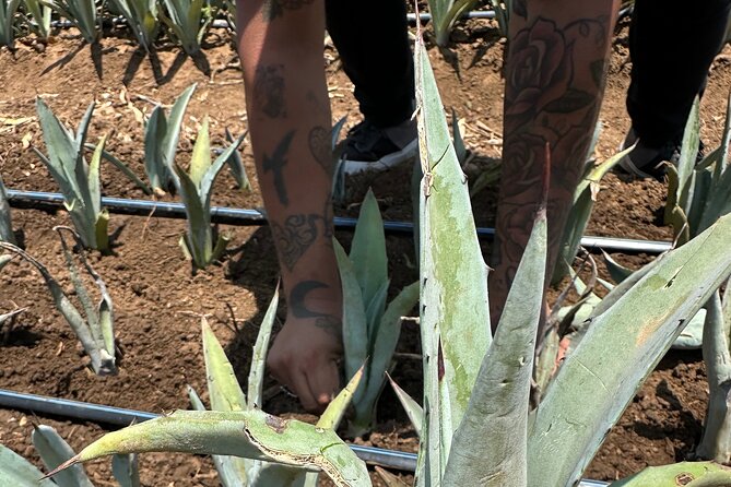 Mezcal Day Experience - Why this mezcal day feels local, not packaged
