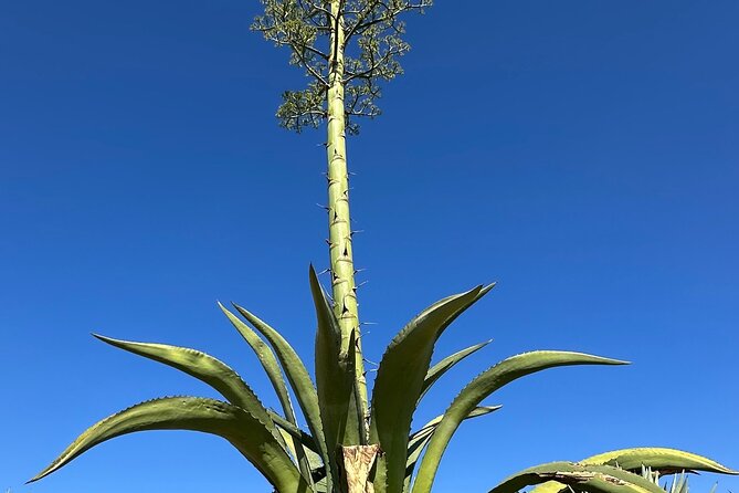 Mezcal Day Experience - Price and what you truly get for $267.60