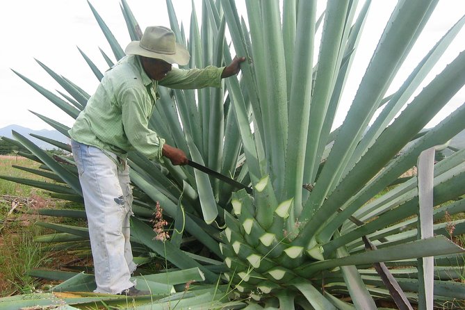 Mezcal Factory Tasting Learning Experience Drink Lunch and More - A Full-Day Mezcal Lesson From Acapulco: What You’ll Actually Do