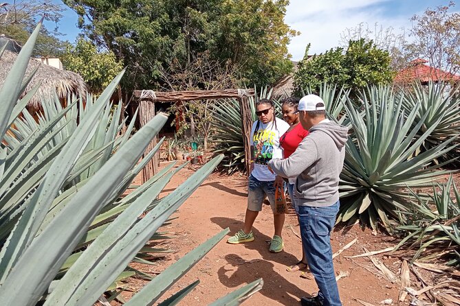 Mezcal Food Tasting Tour with Lunch Included - Should You Book This Mezcal Food Tasting Tour with Lunch Included?