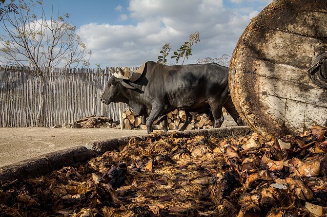 Mezcal Tasting -Masterclass + Blind tasting- - Key highlights worth knowing