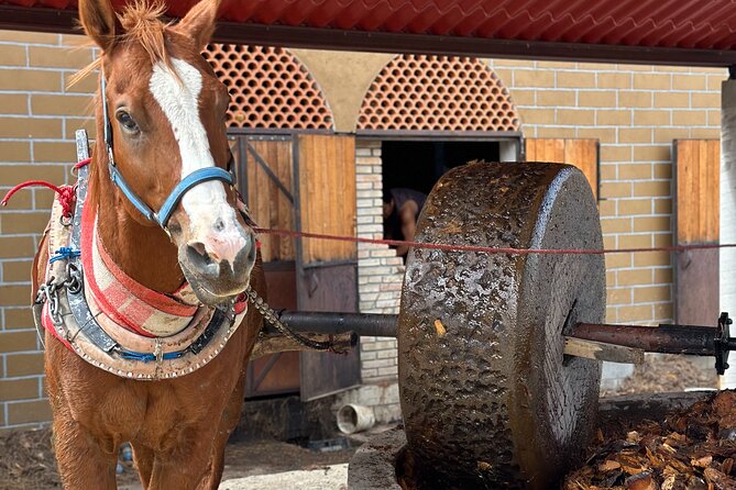 Monte Albán, Hierve el Agua, Mezcal distillery & Teotitlán rugs - Lunch at the artisanal distillery restaurant: what to expect