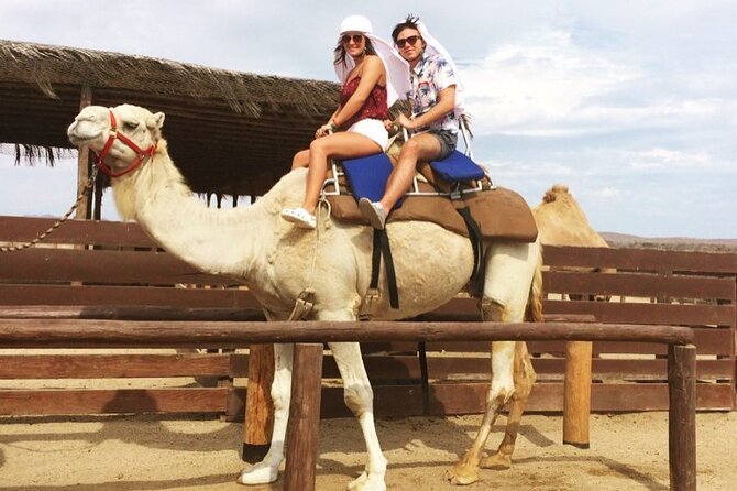 NEW! Combo Camel Beach Ride and UTV 4X4 Cabo Adventure, Tequila & - Quick take: what matters most on this combo