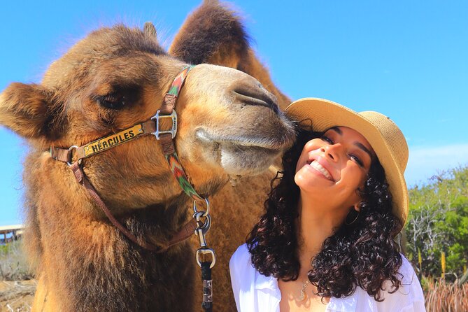 NEW! Combo Camel Beach Ride and UTV 4X4 Cabo Adventure, Tequila & - Price and the fine print: what to budget beyond $118