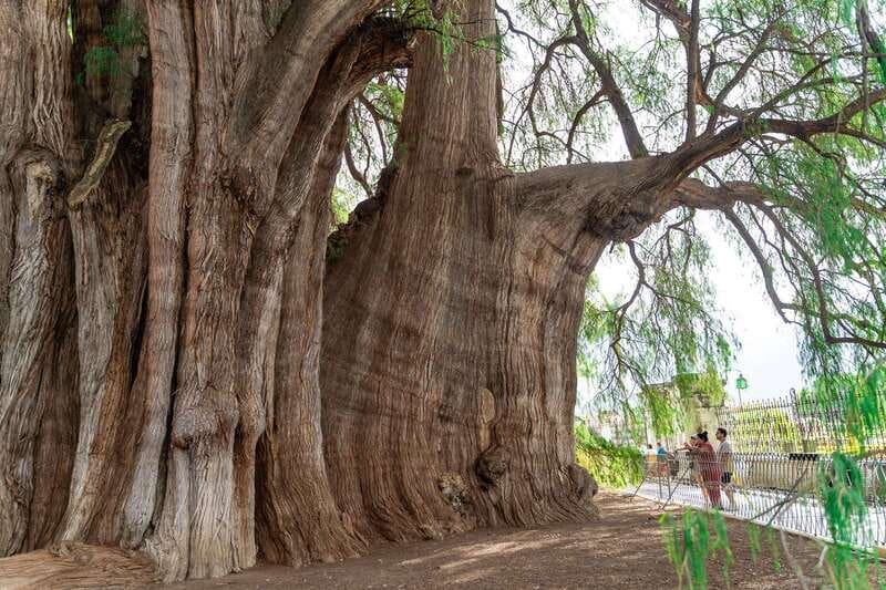 Oaxaca: El Tule tree, Teotitlan Village & Mezcal Tour - Mezcal El Rey de Matatlan: tasting with age and creams