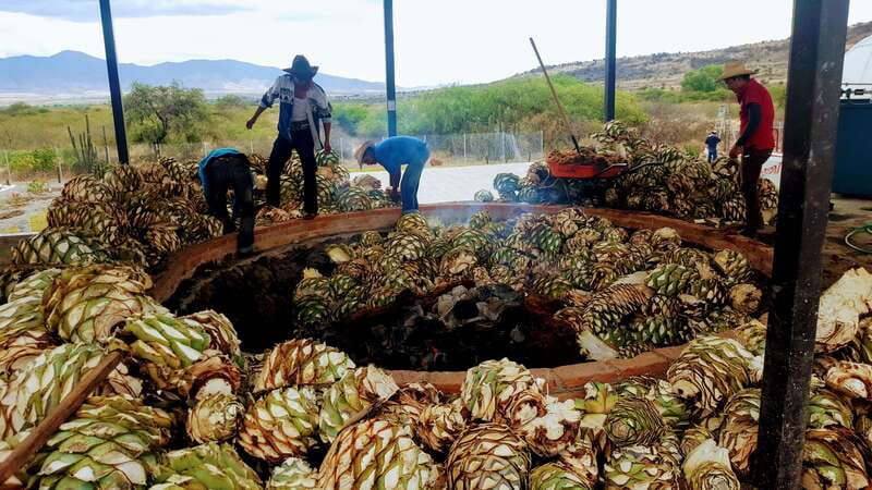 Oaxaca: Mezcal Adventure - Agave plantation time: life cycle lessons you can taste later