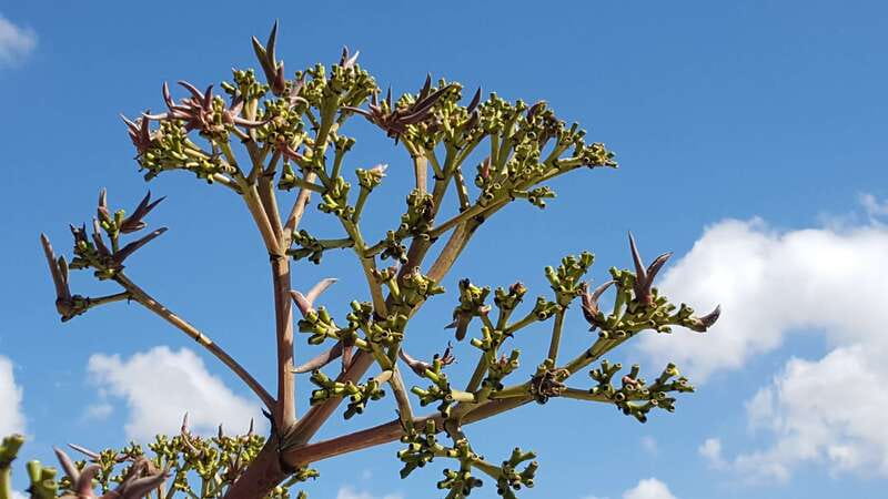 Oaxaca: Mezcal Adventure - Timing and comfort: a full-day experience in the sun