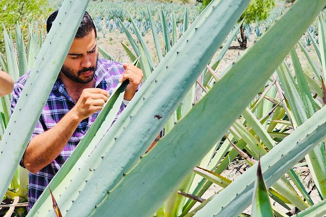 Oaxaca Mezcal & Pulque Tour by Barrel Bus - A Barrel-Bus Oaxaca Day That Makes Agave Feel Practical