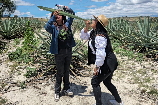 Oaxaca Mezcal & Pulque Tour by Barrel Bus - The Pulquería Stop: How Pulque Is Made and Why It Matters