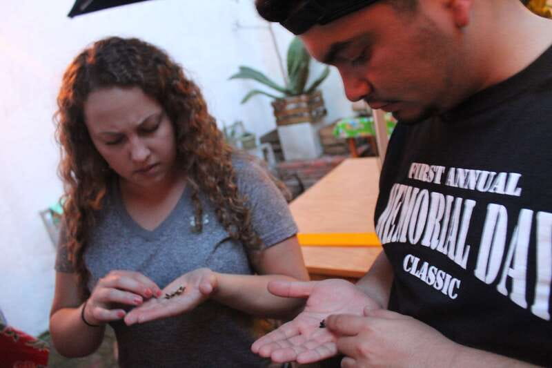 Oaxaca: Mezcal Tasting Session with Expert - History, myths, and production methods you can actually explain back home