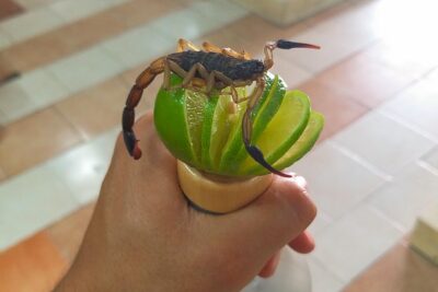 Premium Mezcal Tasting and Class - Getting There in Crucecita: Start Point and Timing