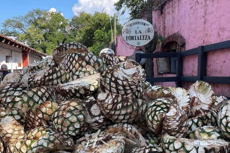 Private Adventure to Tequila and la Fortaleza Distillery - Should You Book This Private Adventure to Tequila and La Fortaleza Distillery?