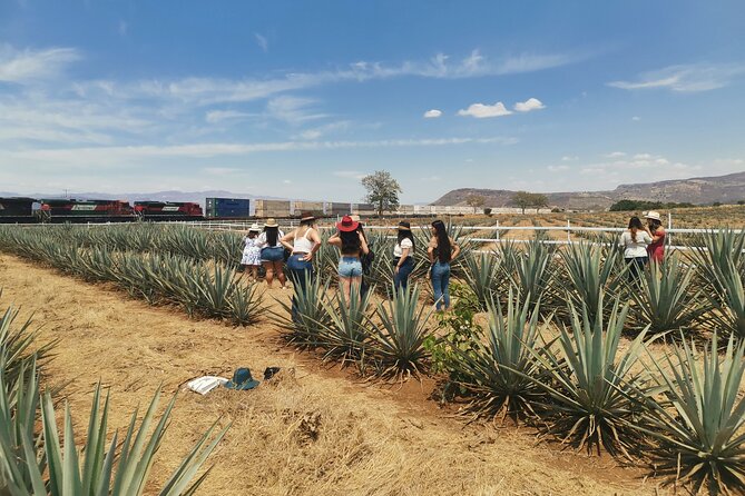 PRIVATE Fire TOUR: Pyramids, Volcanoes, Agaves & Tequila - Blue agave fields: what to notice in 30 minutes