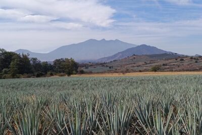 PRIVATE Fire TOUR: Pyramids, Volcanoes, Agaves & Tequila - Tequila town’s Plaza Principal: colonial streets, markets, and room to roam