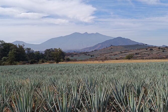 PRIVATE Fire TOUR: Pyramids, Volcanoes, Agaves & Tequila - Tequila town’s Plaza Principal: colonial streets, markets, and room to roam