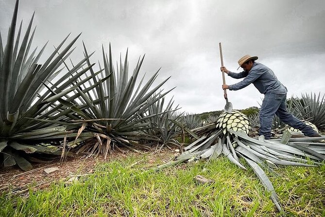 Private Full-Day Tour to Tequila Pueblo Magico - Cantaritos el Güero #1: A Traditional Tequila Preparation