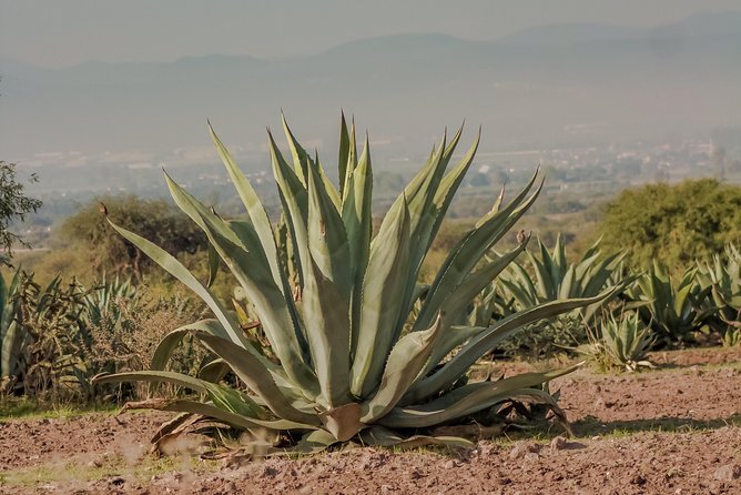 Private Oaxaca Walking Tour with Mezcal Tasting - Zócalo and Mercado Benito Juárez: the heart of daily life