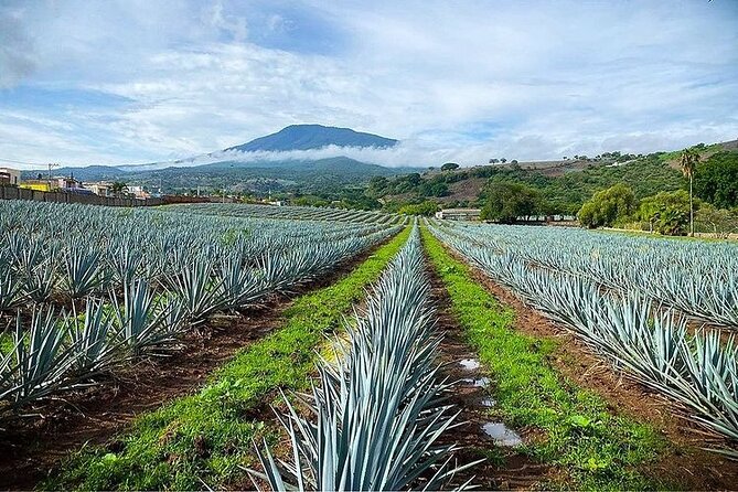 Private One Day Adventure Tour in Tequila and La Fortaleza Distillery - Cantaritos El Güero #1 in Amatitán: the clay pitcher shot you’ll talk about later