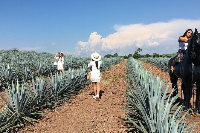 Private Tour Cascahuin Distillery and visit to Tequila - Private Tour Comfort: Pickup, Group Size, and How to Plan the Day