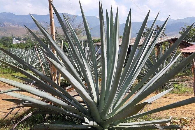 Private tour Mitla, Weavers town, Mezcal and Boil the water - What to pack for a full Oaxaca day