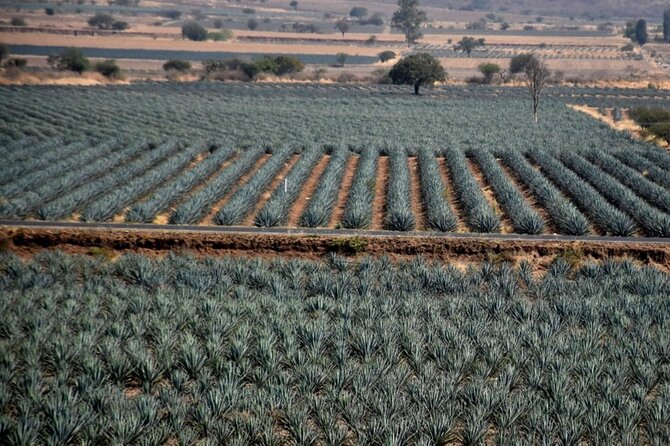 Private Tour of Magic Town Tequila Adventure Day Tour - Stop 2: Tequila Tres Mujeres for the Process Tour You’ll Actually Understand