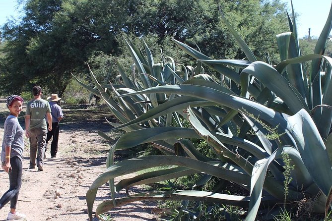 Private Tour of the Mezcal Route with Ancestral Drinks - The Derramaderos to mountains drive: why it matters