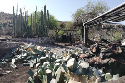 Private Tour of the Mezcal Route with Ancestral Drinks - Stop 1 in San Luis Potosí: magueyeras and pulque with David and Eufemia