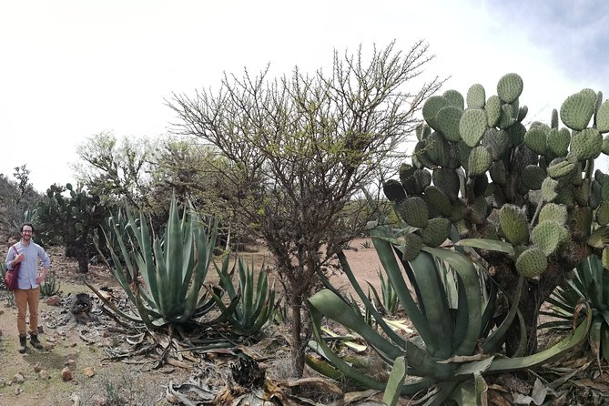 Private Tour of the Mezcal Route with Ancestral Drinks - What you actually drink and snack on