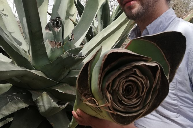 Private Tour of the Mezcal Route with Ancestral Drinks - The value question: is $89.57 worth it?