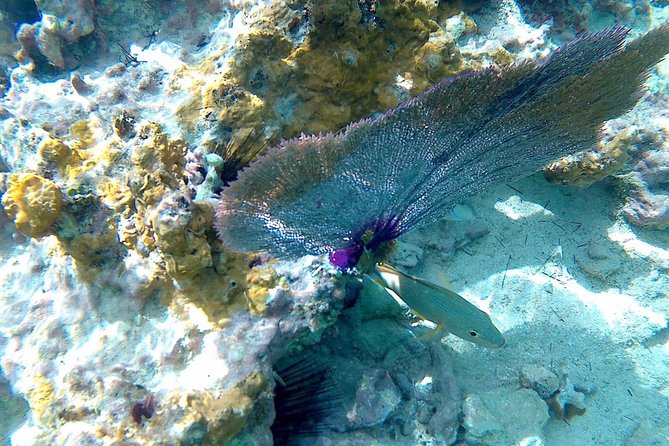 SkyReef Cozumel Snorkel & Tequila Tasting - Food and drinks: where the day’s energy stays friendly