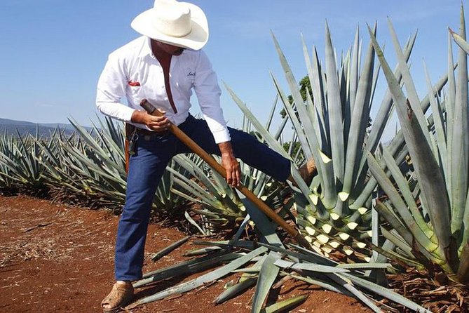 Tequila distillery experience, Jose Cuervo & Tequila Magic Town - Key takeaways before you go