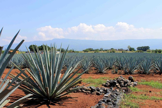 Tequila distillery experience, Jose Cuervo & Tequila Magic Town - From Guadalajara to Tequila: ride comfort, timing, and what to expect