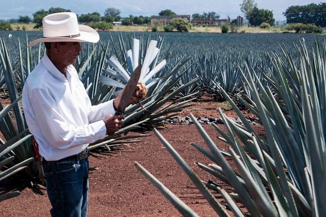 Tequila distillery experience, Jose Cuervo & Tequila Magic Town - Tequila town free time and Mercado Cleofas Mota: what to do with 2 hours