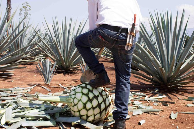 Tequila distillery experience, Jose Cuervo & Tequila Magic Town - Guides and groups: English inclusion, comfort, and safety vibes