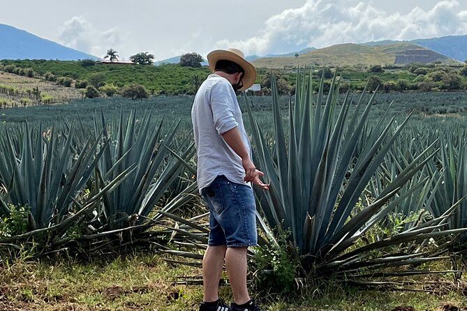 Tequila Jalisco Full Day Tour from Puerto Vallarta - Ceboruco Volcano Views and the 1874 Lava Story