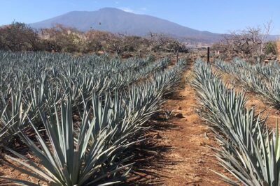 Tequila Jalisco Full Day Tour from Puerto Vallarta - UNESCO Agave Scenery and Ancient Industrial Facilities of Tequila