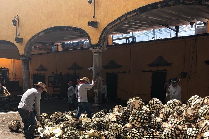 Tequila Jalisco Full Day Tour from Puerto Vallarta - Price and Value: What $386.53 Buys You in Real Terms