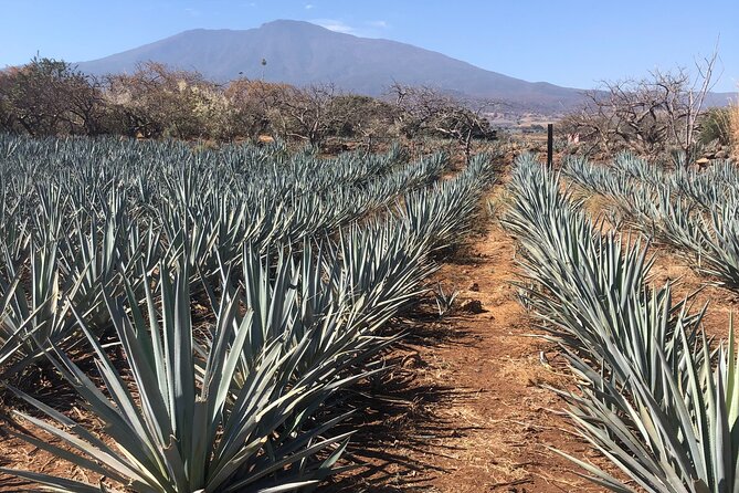 Tequila Jalisco Full Day Tour from Puerto Vallarta - UNESCO Agave Scenery and Ancient Industrial Facilities of Tequila