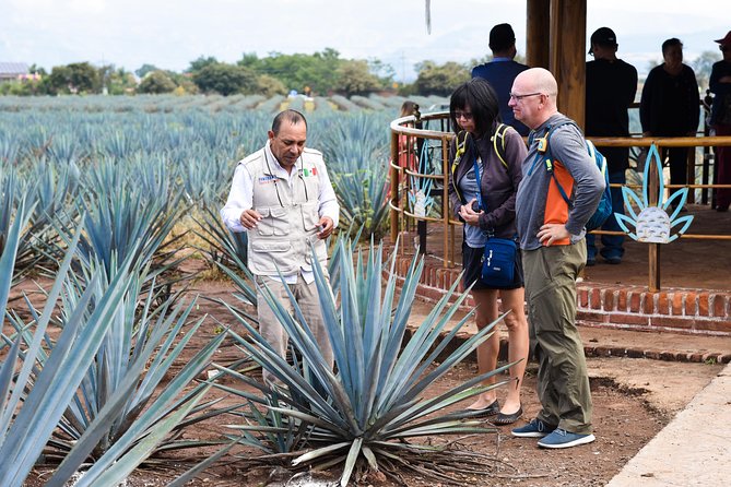 Tequila Route Experience from Guadalajara - UNESCO Tequila Valley: The Agave Fields View You Came For
