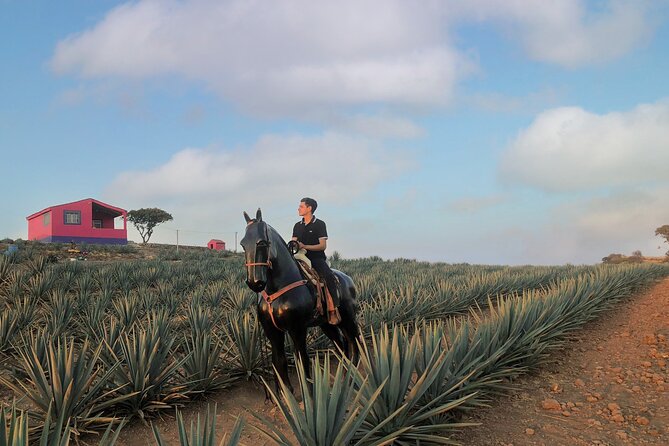 Tequila tour with tasting. - Hacienda Casa González: tequila history, guided learning, and famous labels