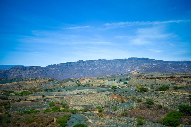 Tequila tour with tasting. - Cantaritos el Güero #1: the citrus-and-salt drink that defines Jalisco-style flavor