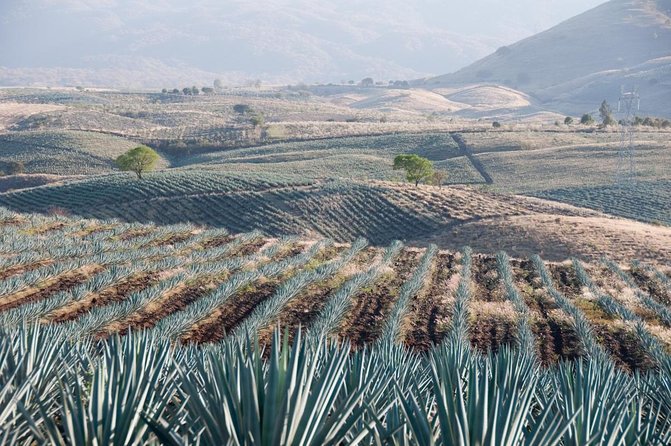 The Agave Experience Tequila Tour in Jalisco - What makes this Jalisco tequila tour different