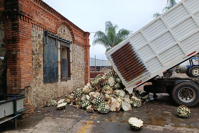 The Fire TOUR - Pyramids, Volcanoes, Agaves & Tequila - The agave fields stop: why those rows matter (even if you only see them briefly)