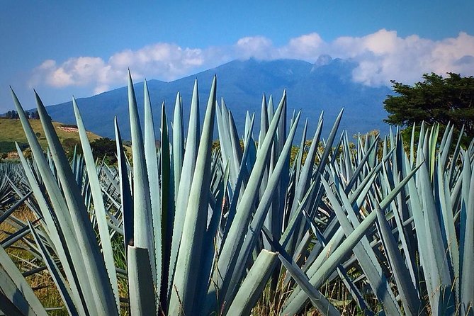 The Fire TOUR - Pyramids, Volcanoes, Agaves & Tequila - Destileria La Alborada: from cooked agave to tasting flights