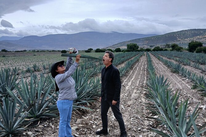 The Mezcal Tour - Tule Tree: the 30-minute photo stop that earns its time